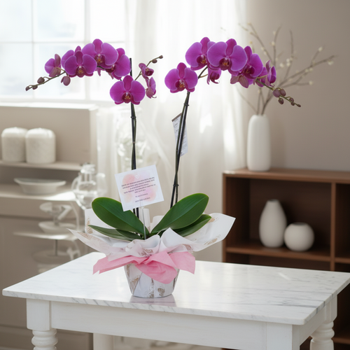 Premium Two Stem Orchid - Deluxe