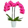 Orquídea Premium de Dos Tallos - Deluxe