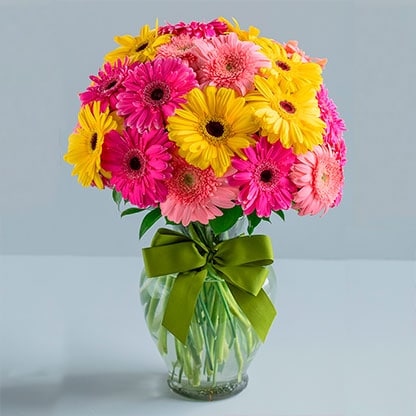 Gerbera Flower