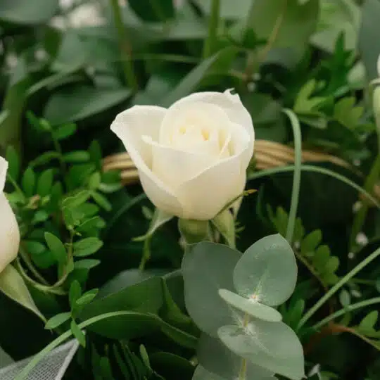 Primer plano extremo de una rosa blanca inmaculada con sutiles gotas de rocío, rodeada de follaje verde fresco y eucalipto, d