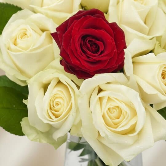 Primer plano extremo de un arreglo floral CARLA con una rosa roja central rodeada de rosas blancas, todas con sutiles gotas d