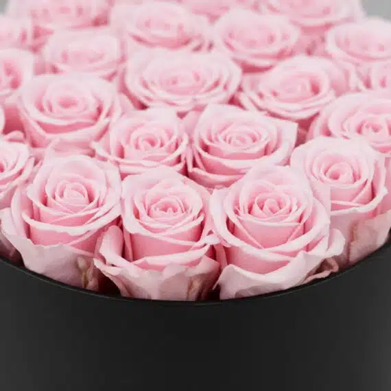 Primer plano extremo de 21 rosas rosadas frescas con gotas de rocío sutiles, dispuestas en un elegante cilindro negro, resalt