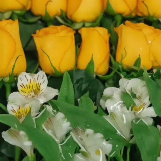 Primer plano extremo de 18 rosas amarillas con gotas de rocío y alstroemerias blancas, textura hiperrealista, luz natural sua