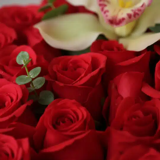 Primer plano extremo de rosas rojas frescas con sutiles gotas de rocío y una orquídea blanca, resaltando la textura y colores