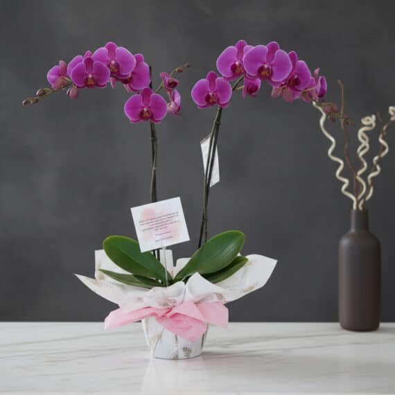 Orquídea Premium de Dos Tallos Deluxe: Elegancia Floral Excepcional Orquídea Premium de Dos Tallos Deluxe con flores moradas vibrantes y hojas verdes, presentada en una maceta elegante con envo
