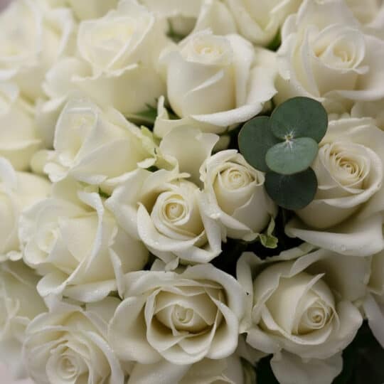 Primer plano extremo de un ramo JACOBELLA de 60 rosas blancas con gotas de rocío, destacando la textura hiperrealista y una h